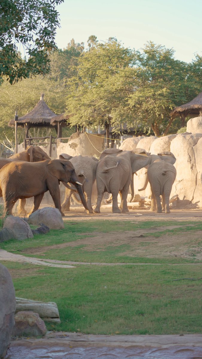 Huge news 🎊🐘 Elephant Valley is officially open at the San Diego Zoo Safari Park. This space was designed to inspire greater empathy and appreciation for these gentle giants, and we couldn't be more proud to share this space with the world.