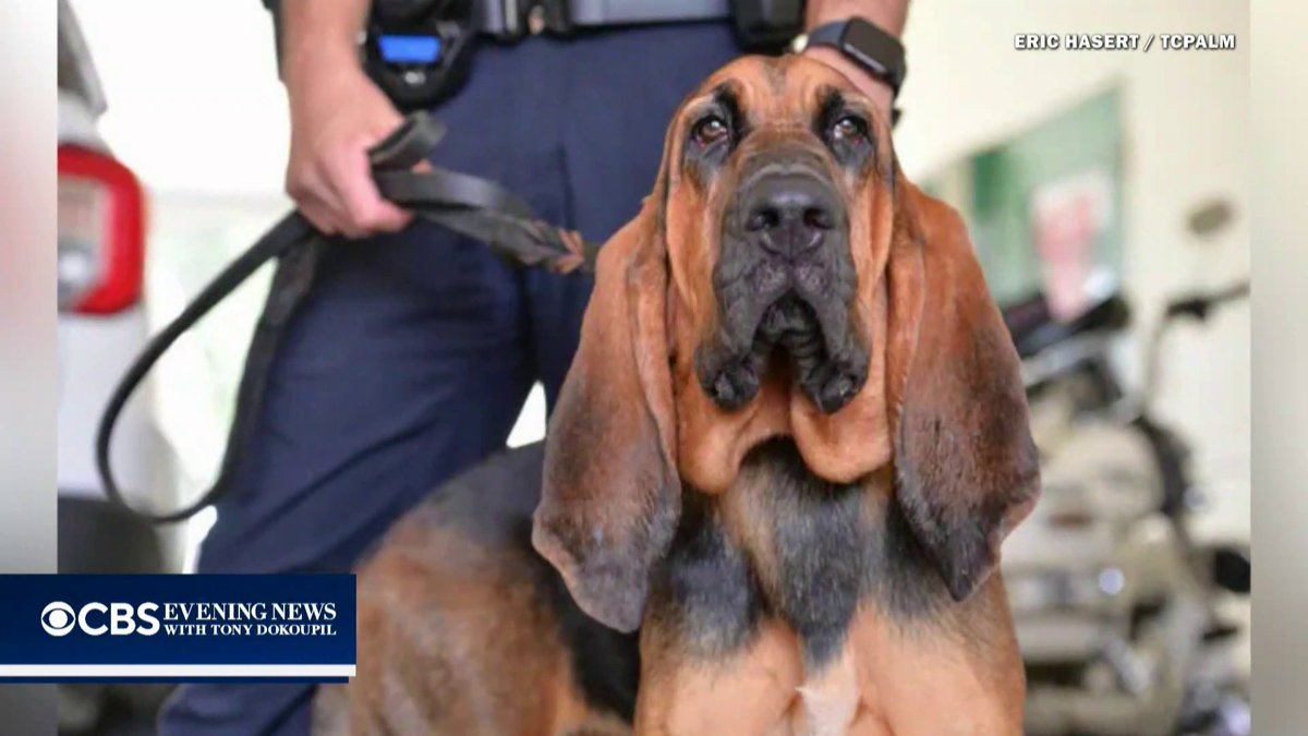 K-9 Hoot followed a scent through streets and railroad tracks to help find a missing 13-year-old boy with autism near Port St. Lucie. The pup has now helped find four missing children in just two years.
