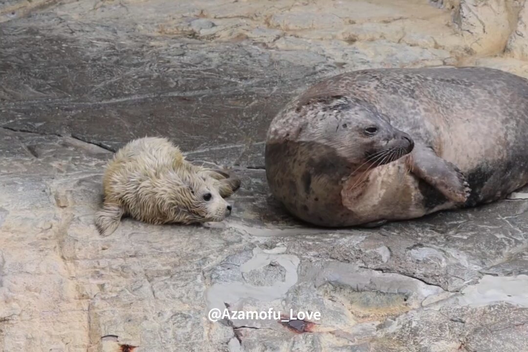 とまとちゃんおめでとう😭✨️ハッピーバースデー🎂新しい命🦭✨️✨️元気に育ってね💮 2026.3.6 とまと とまと仔 #アザラシ #ゴマフアザラシ #うみたまご