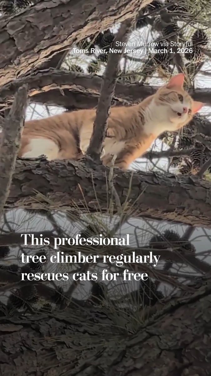 Steven Murrow is a tree service worker in New Jersey who regularly uses his climbing skills to save cats stuck in trees. And according to his website, animal rescues are always free. In just one year, his tree service company brought 54 cats down from trees, Murrow said in a social media post. This video shows Murrow on March 1 rescuing Biscuit, a cat in Toms River, New Jersey, that became stranded in a tall tree.
