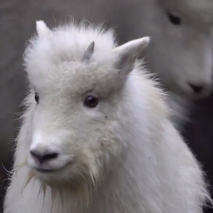 ふわふわしたシロイワヤギの子供達がオレゴン動物園で走り回ったり岩の上に登ったりする様子