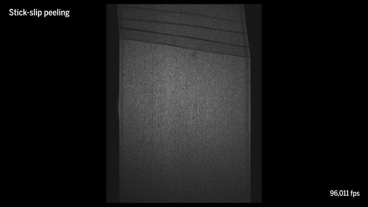 Tape screeches as it’s pulled off the roll—a distinctive sound that physicists have linked to cracks spreading through the adhesive at supersonic speed. Learn more: News from Science