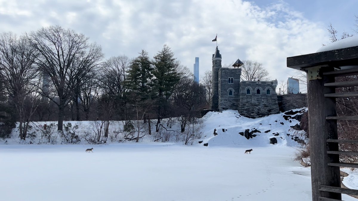 Scenes from Central Park: Coyotes in the Snow! ❄️ 🐾 🏰 Conservancy staff member Grace spotted our resident coyote pair enjoying a snowy stroll through the Park last week. If you see a coyote, please observe them from a respectful distance and keep your dog on leash.