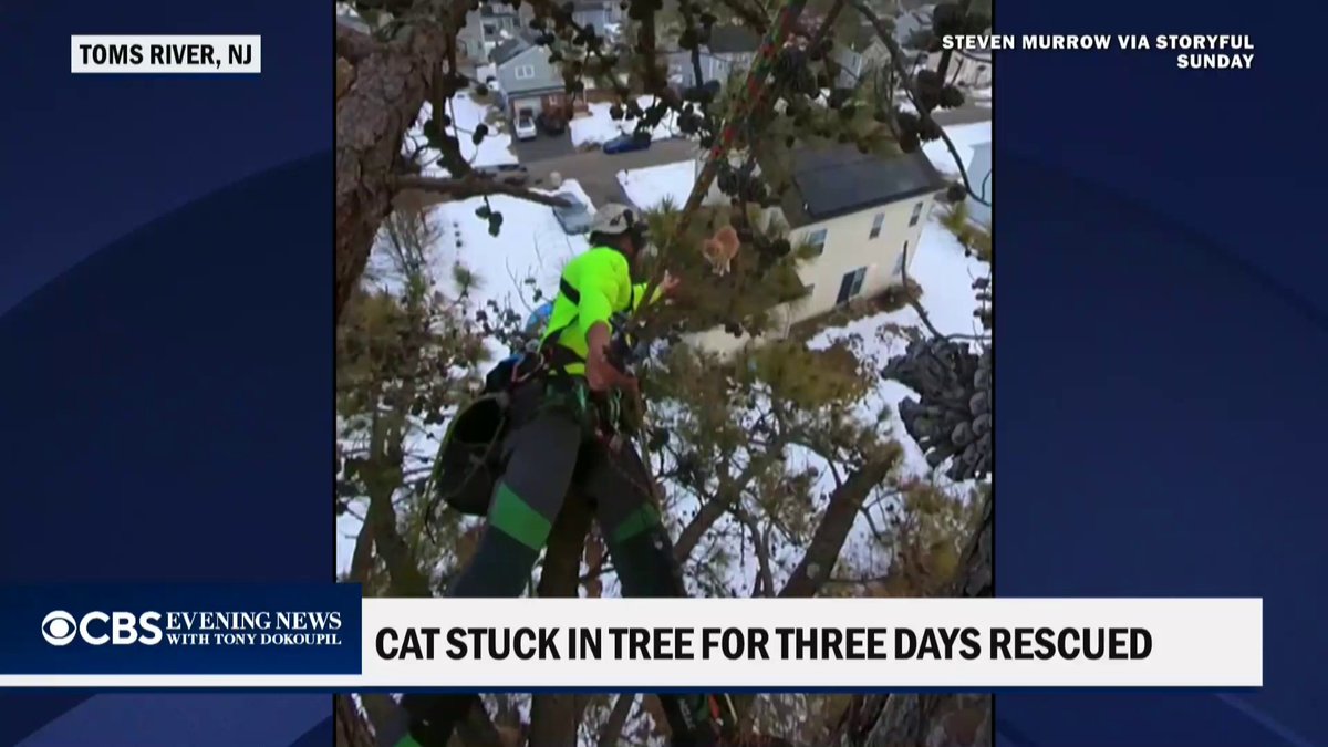 Biscuit the cat was rescued from a tree in New Jersey after the 1-year-old tabby spent three long days stuck up there.