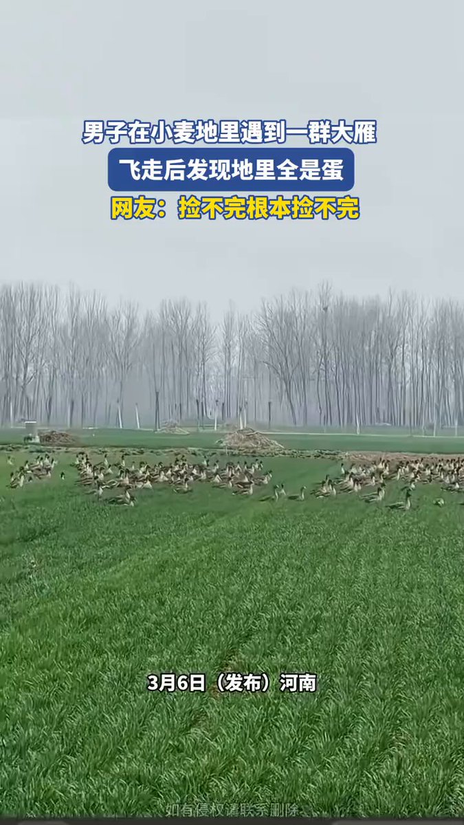 都说雁过留声，河南这大哥却直接遇到雁过留蛋，还是成千上万颗那种，好惶恐啊！😂
