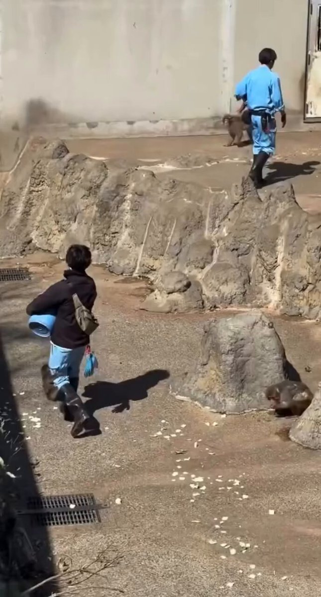Punch did not wanna go down during meal time today and he insisted sat on Miyakoshi's back 😅😅. Shikano watched from behind the door too. In the end Miyakoshi gave up and brought him inside 😊. 🎥: saasaagwan