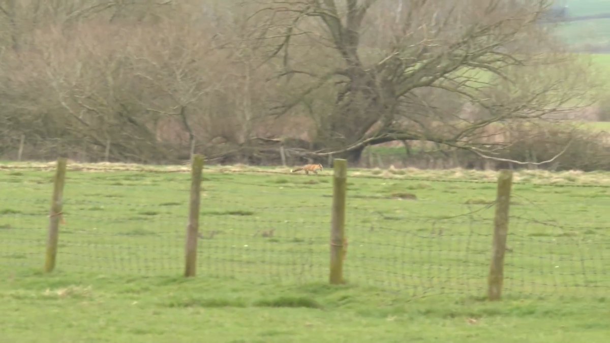 "This is illegal, you’re watching this happen...it’s illegally in pursuit of a fox" We’ve witnessed a hound from the Cottesmore Hunt following the scent of an exhausted fox. Northants_huntsaboteurs are trying to call the hound off. Help to stop fox hunting