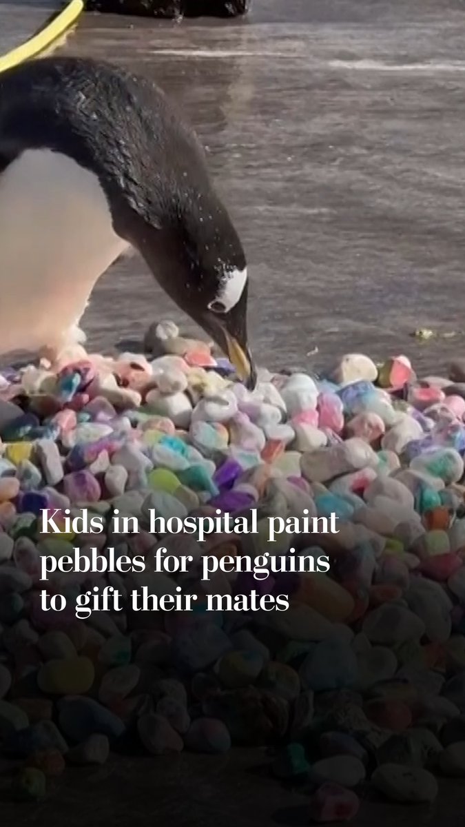 Love is in the air at Edinburgh zoo. Pebbling marks the start of the breeding season for Gentoo penguins. Kids at Edinburgh Children's Hospital Charity painted pebbles for the penguins to choose from and present to their mates.