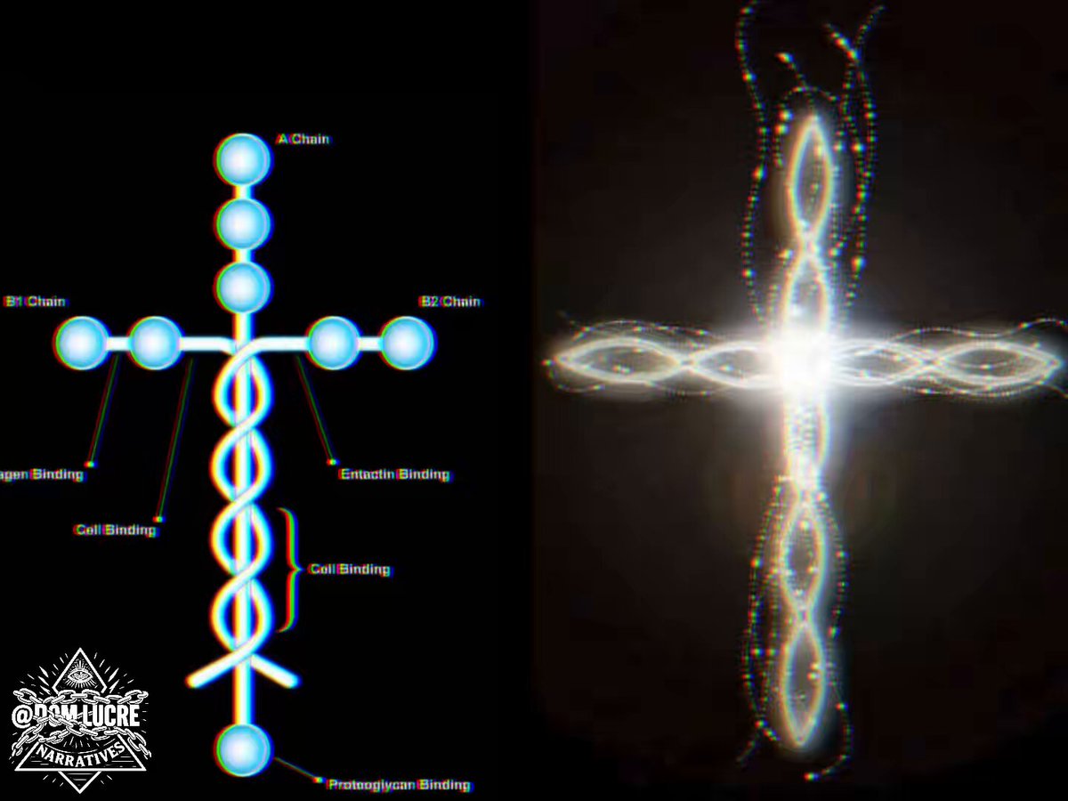 🔥🚨DEVELOPING: Many viewers on the internet are left stunned after learning the Laminin, which is the protein that holds human cells together looks very familiar.