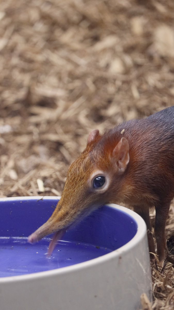 Shrew or False: Despite the name, giant elephant shrews are actually more closely related to elephants than to true shrews! 🐘🤥