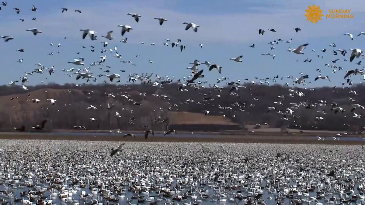 We leave you this Sunday with some two million migrating snow geese enjoying a layover in northwest Missouri. Videographer: Kevin Kjergaard.