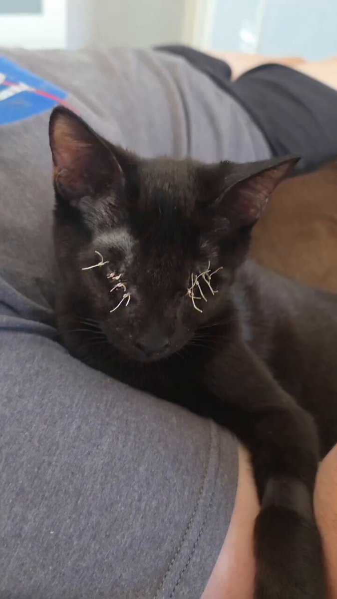 Void Update! Our brave little man is healing so quickly. He’ll be getting his sutures out soon, and we couldn’t be happier for him. Void has officially moved into the main house, and we’re blown away by how fast he learned the layout and even found his litter box all on his own.