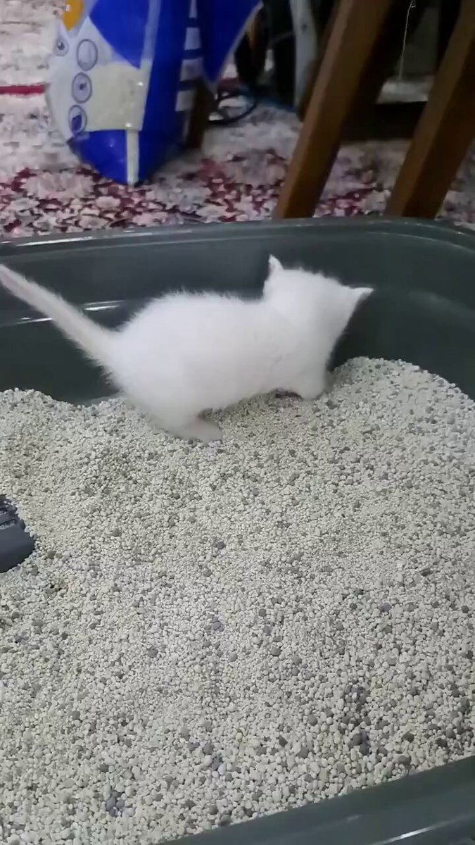 Kitten learning how to use the litter box
