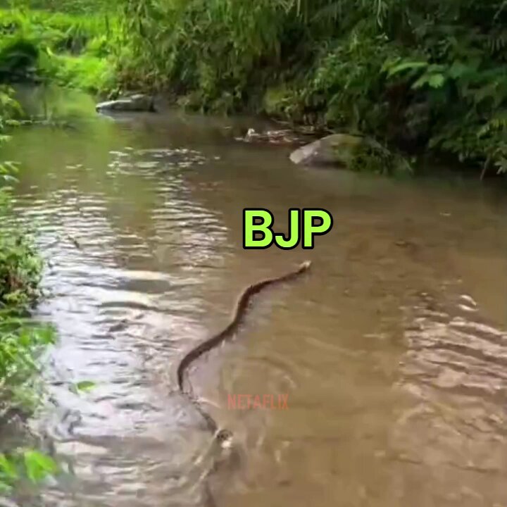 राहुल गांधी संसद में सही खेल रहे हैं इन ज़हरीले साँपों के साथ 😂