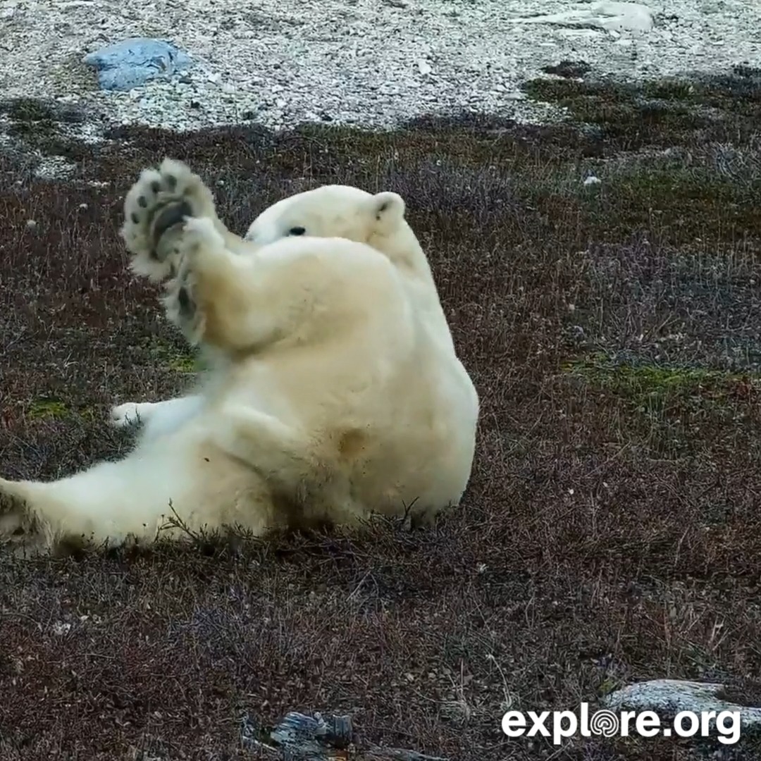 If you're struggling with daylight savings, might we suggest a little polar bear yoga?