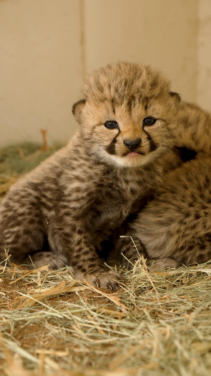 Paws everything for cheetah cubs 🐆🧡 Four male cheetah cubs were born to first-time mom Kelechi at the Safari Park in late January, the first cheetah cubs born at the Park since 2020.