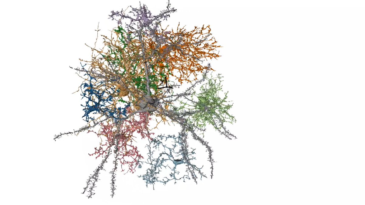 How do different brain cell types connect with each other? We're mapping the brain to learn more. In this video from our #ElectronMicroscopy team, we see how complex brain cells can be. #BrainAwarenessWeek
