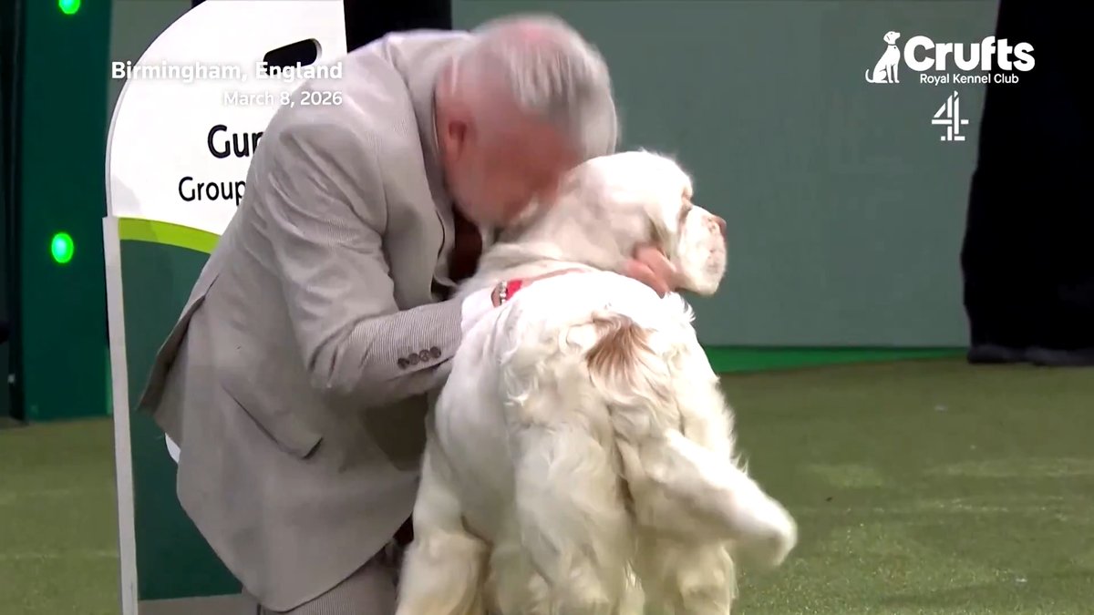 A male Clumber Spaniel called Bruin has been crowned best in show at Crufts in the British city of Birmingham. Bruin’s handler Lee Cox says he’s ‘an absolute dog of a lifetime’