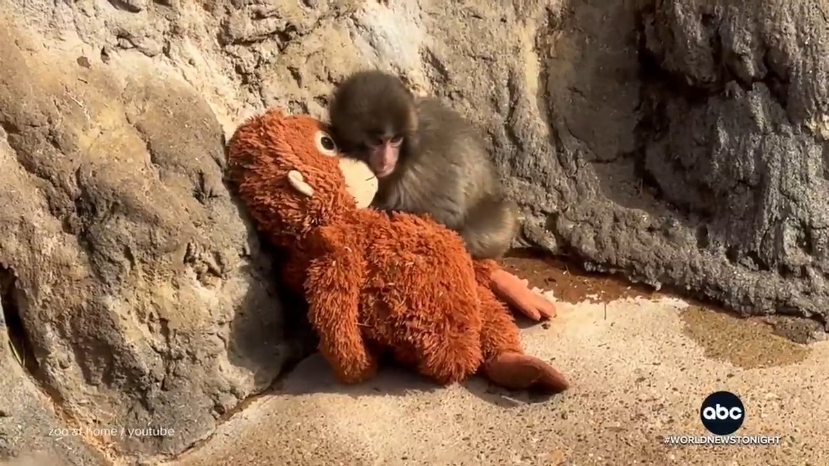 パンチくん、アメリカの全国ニュース番組に登場 「Punch the Monkey」として紹介される🐒 最近は ・他のサルの背中に乗る ・毛づくろいされたり抱きしめられる ・“サル社会”に少しずつ溶け込み始めている via World News Tonight