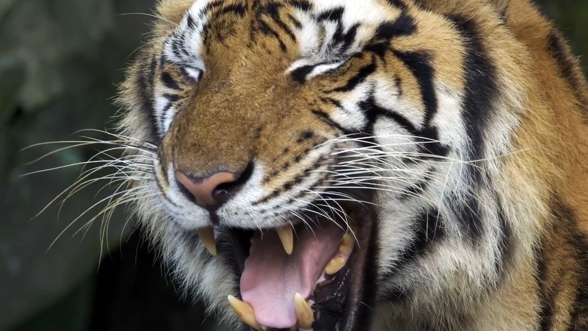 A tiger's power is unmatched 🔥 📸: Ceazars #TigerTuesday #wildlife #portrait