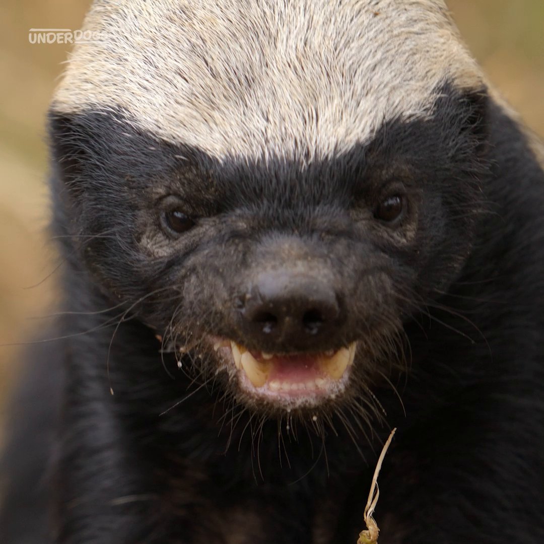 Never underestimate a honey badger 😤 Their exceptionally thick skin is so loose that when bitten on the back by a predator, the honey badger could turn around in its own skin and bite its assailant in return. #Underdogs is now streaming on Disney+ and Hulu