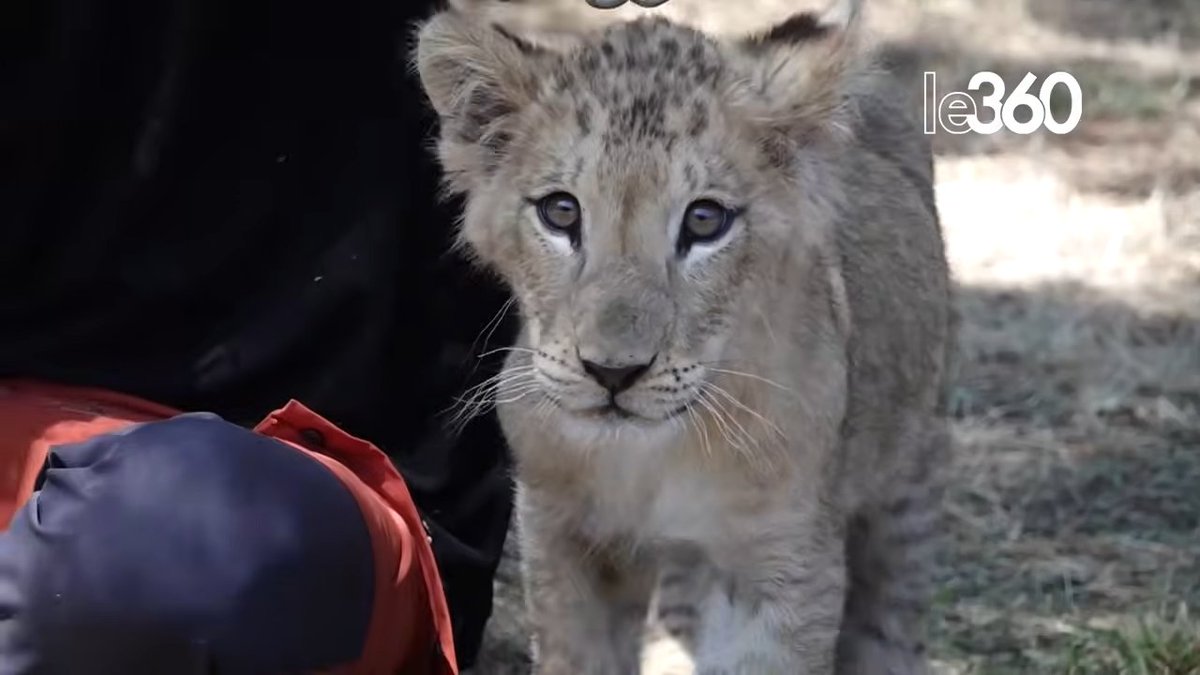 🇲🇦| À l’image de Punch 🐒 du zoo d’Ichikawa 🇯🇵, la lioncelle Nour du zoo de Rabat 🇲🇦, abandonnée par sa mère, tente se faire accepter et trouver sa place parmi les autres animaux.