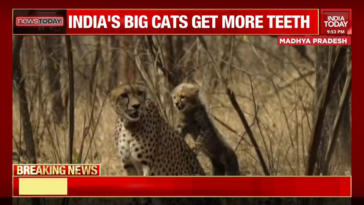 Image of the day! India's big cats get more teeth #NewsToday | @SardesaiRajdeep