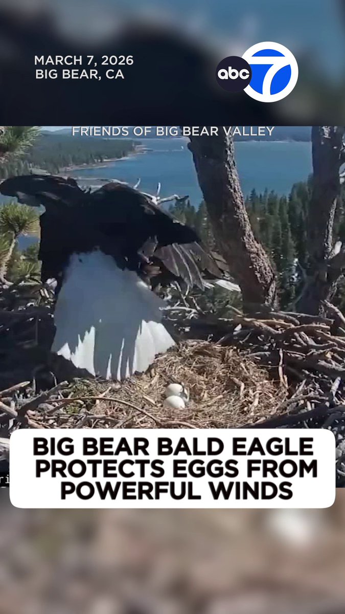 Shadow, the beloved Big Bear bald eagle, braved powerful wind gusts to protect their eggs on Saturday. Gusts reached up to 63 miles an hour in the mountains around Big Bear. 🦅🥚❤️