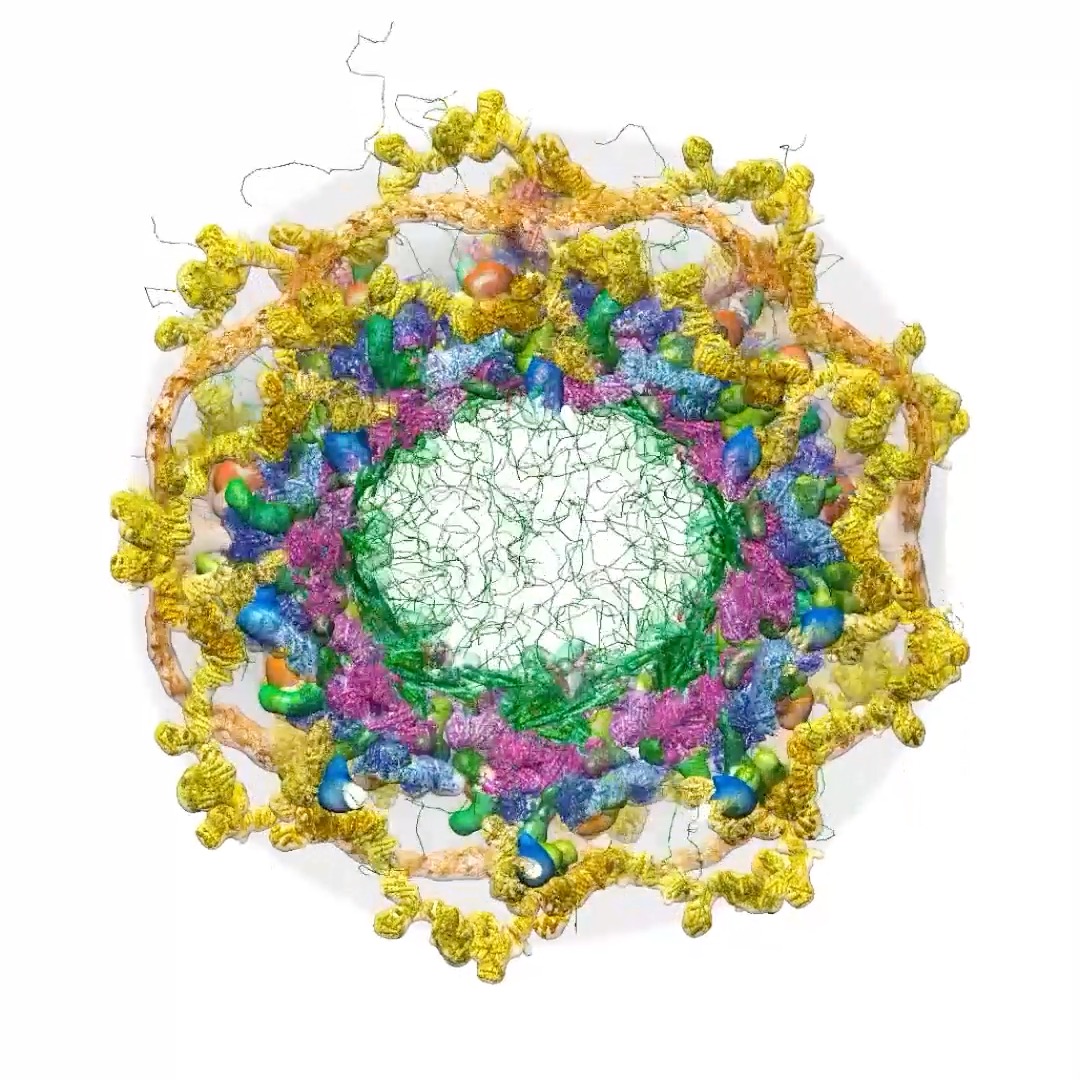 Meet the ultimate gatekeeper of the nucleus. This molecular machine determines what compounds are welcome inside and which shall not pass. The mechanism behind its selectivity remains a mystery.