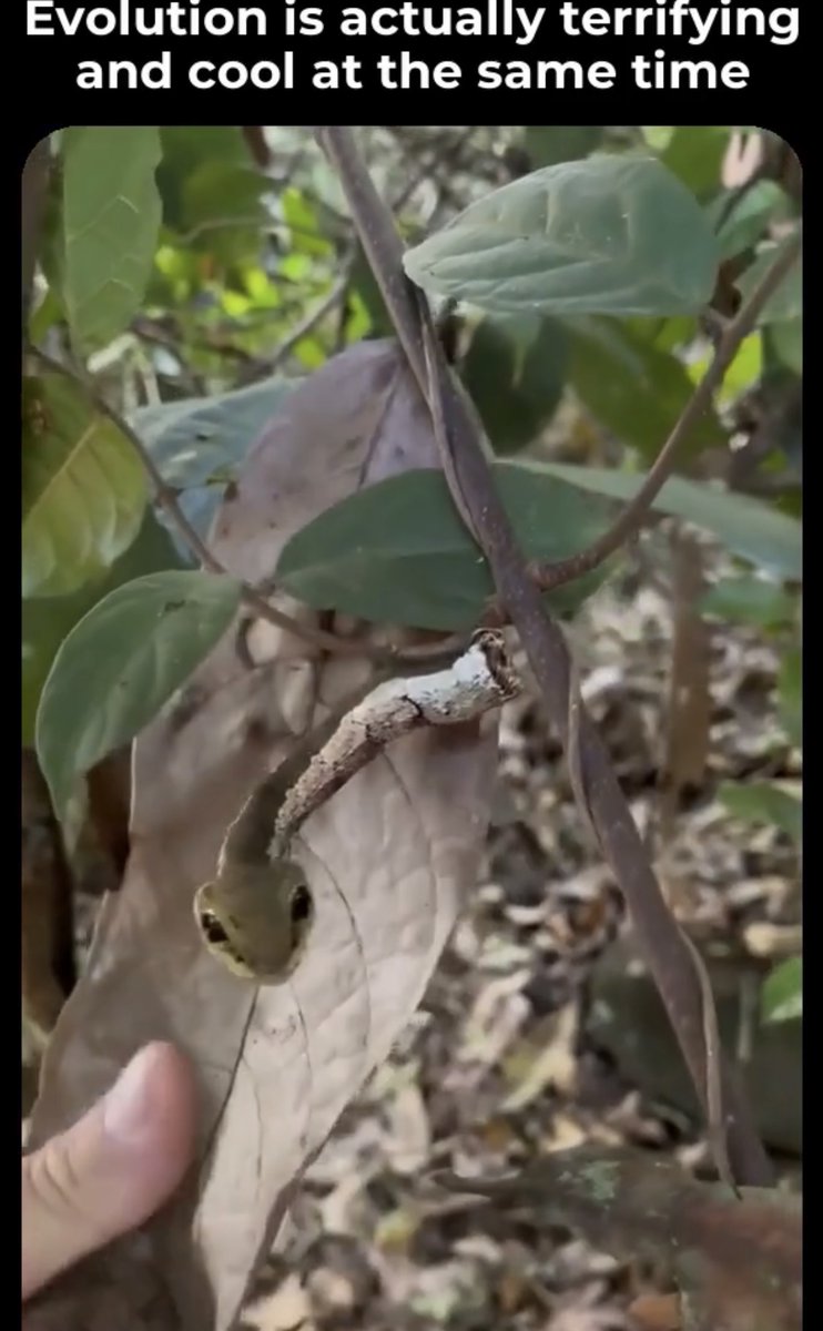 There’s no way a bug like creature would identify a snake and then be able to make itself look like a snake through evolution. This is intelligent design