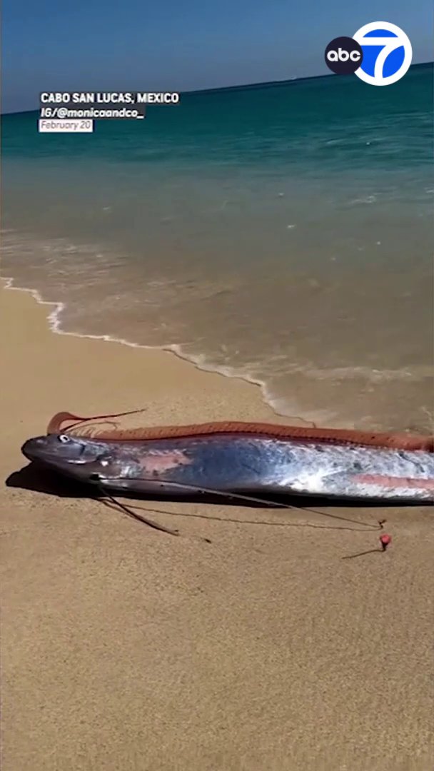 Rare sight: Not one but two "Doomsday Fish" washed ashore in Cabo. The mysterious deep-sea creatures can grow to be about 24 feet long and almost never surface. In some cultures, they're believed to be a bad omen, signaling earthquakes and tsunamis. So with two showing up - is it double the trouble or do they just cancel each other out? 🤔🐟🤔🐟