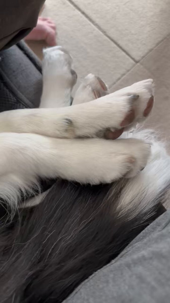 膝枕してもらうみるくさん🐶 可愛すぎるけどこうなると動けないんですよねぇ…😇