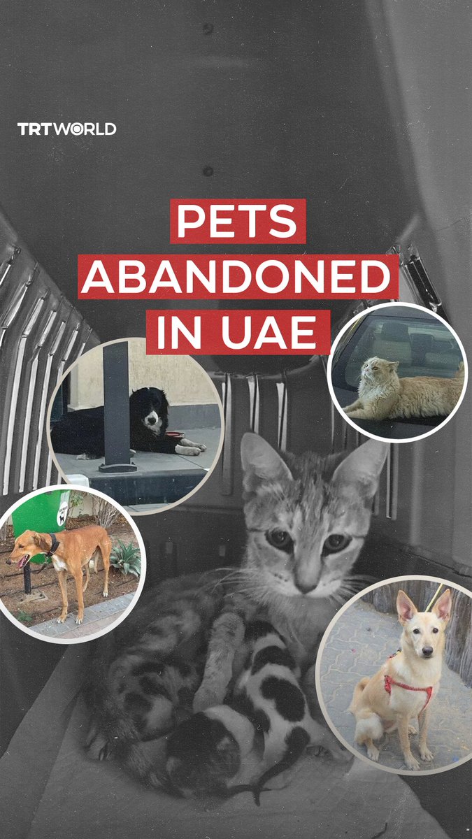 Animal rights groups are seeing a surge in pets being abandoned as many expats flee the UAE amid escalating regional tensions. Shelters are overwhelmed and are dealing with animals being left in deserts, on streets, locked in homes, and tied to trash cans
