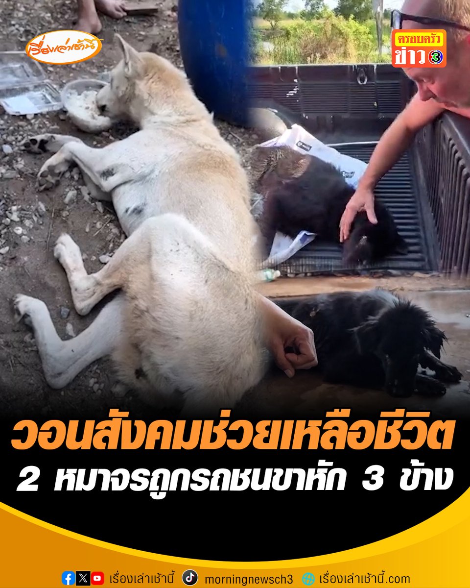 สุดสงสารหมาจร 2 ตัวถูกรถชนขาหัก 3 ข้างอาการหนักเดินไม่ได้ วอนทาสหมาแมวช่วยต่อชีวิตน้องอีกครั้ง โดยสอบถามเพิ่มได้ที่เพจบ้านดุงอัปเดต #เรื่องเล่าเช้านี้ #ข่าวช่อง3 #ข่าวภูมิภาค #อุดรธานี