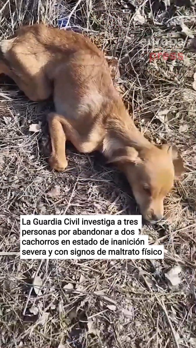 Investigan a tres personas por abandonar a dos cachorros en estado de inanición severa. Un policía fuera de servicio presenció cómo un conductor arrojaba a los perros desde el maletero de un coche para abandonarlos en Caravaca de la Cruz (Murcia)