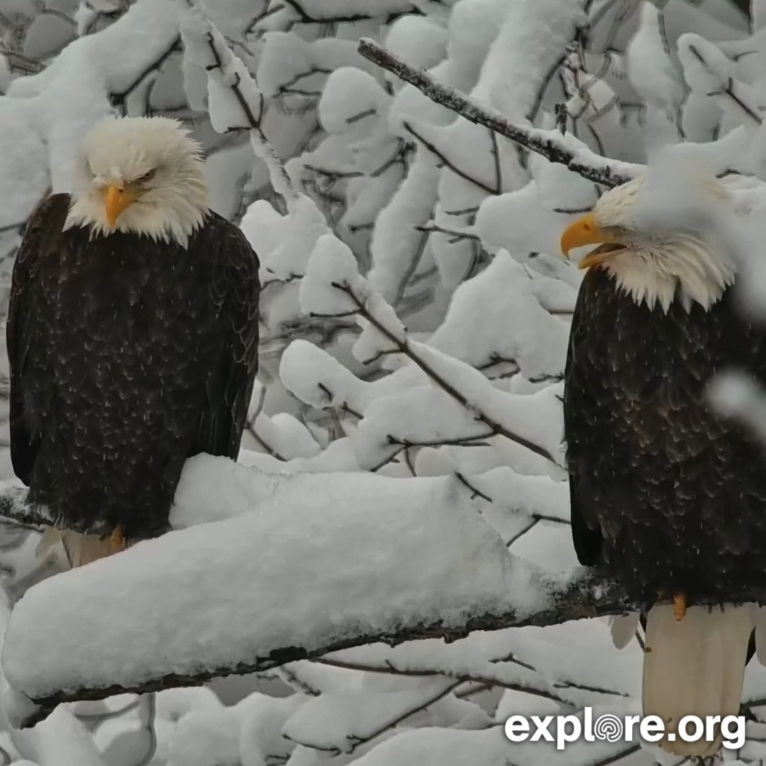 Did you know that red-tailed hawk vocalizations are often passed off as eagle vocalizations in film and tv? Here's what bald eagles sound like.