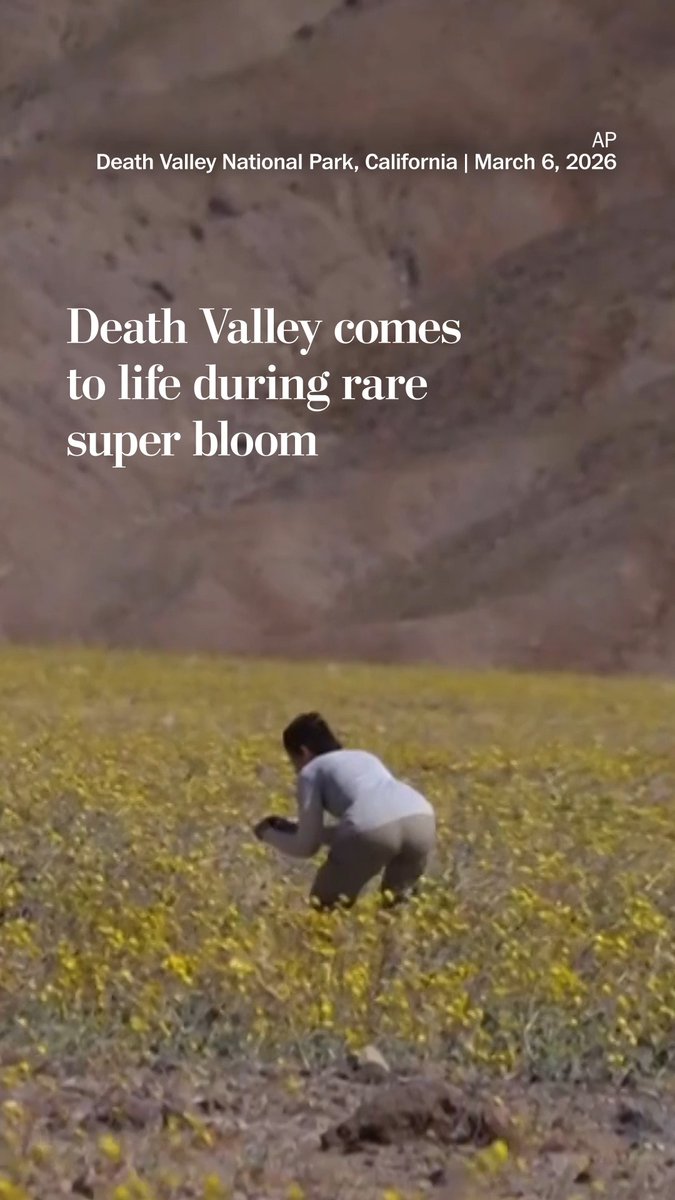 Death Valley, known as the driest place in North America, is teeming with life with a rare blossoming of wildflowers known as a super bloom, transforming a normally brown desert landscape into carpets of gold. “This landscape that sometimes people think of as desolate or devoid of life is coming alive right now with this really beautiful palette of colors,” said park ranger Matthew Lamar. Death Valley also experienced a super bloom in 2024 after record-setting precipitation.