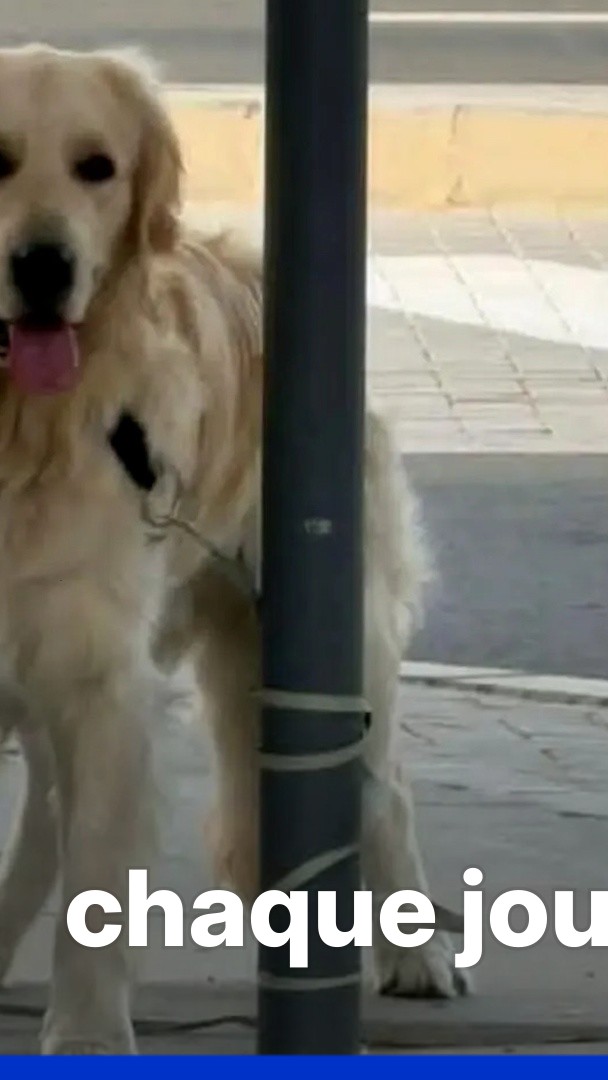 Guerre au Moyen-Orient: les abandons d'animaux en hausse à Dubaï depuis le début du conflit