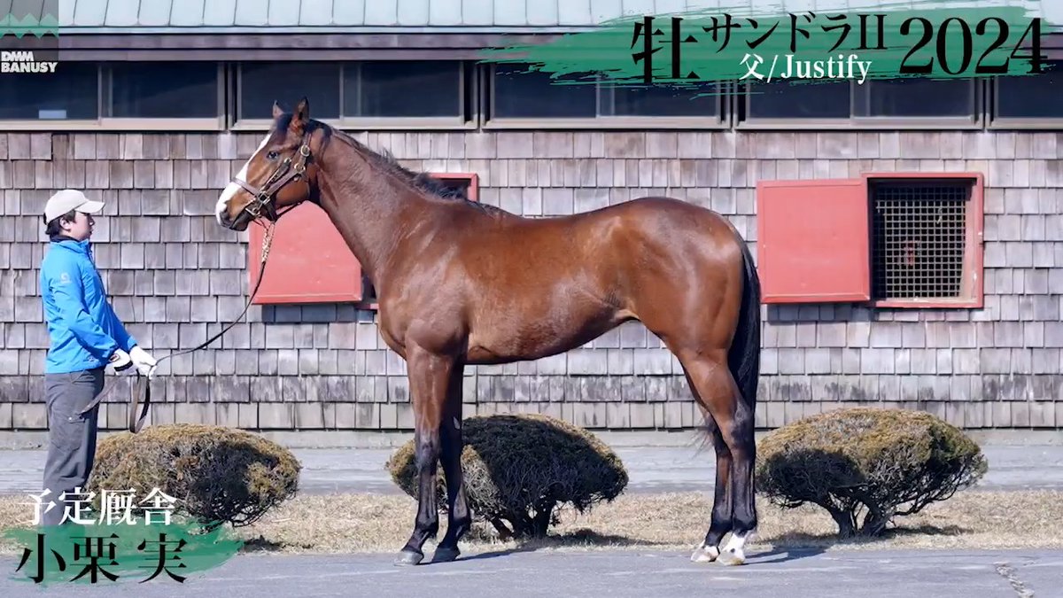 DMM バヌーシー 2025年度 追加募集馬を公開 サンドラII2024(牡.2歳) 父 #Justify 生産 木村秀則 厩舎 小栗実/関西 いとこ #ドウデュース 2024年 セレクトセール 出身 ■募集開始予定日 2026年3月19日(木) 18時頃 ▼詳細はこちらへ