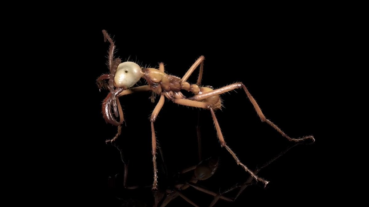 Up close, the army ant Eciton hamatum is part monster, part marvel. Curved mandibles jut from its bulbous head like a pair of scimitars. Six whip-thin legs, bristling with hairs and spines, suspend its slender thorax above the ground. Then there are the insect’s innards—the tiny brain, the musculature filling virtually every nook and cranny of the exoskeleton, the digestive tract like a thread running the length of the body. The view of this species, and 791 others, comes thanks to a particle accelerator and years of painstaking work by a team of biologists. Learn more: News from Science