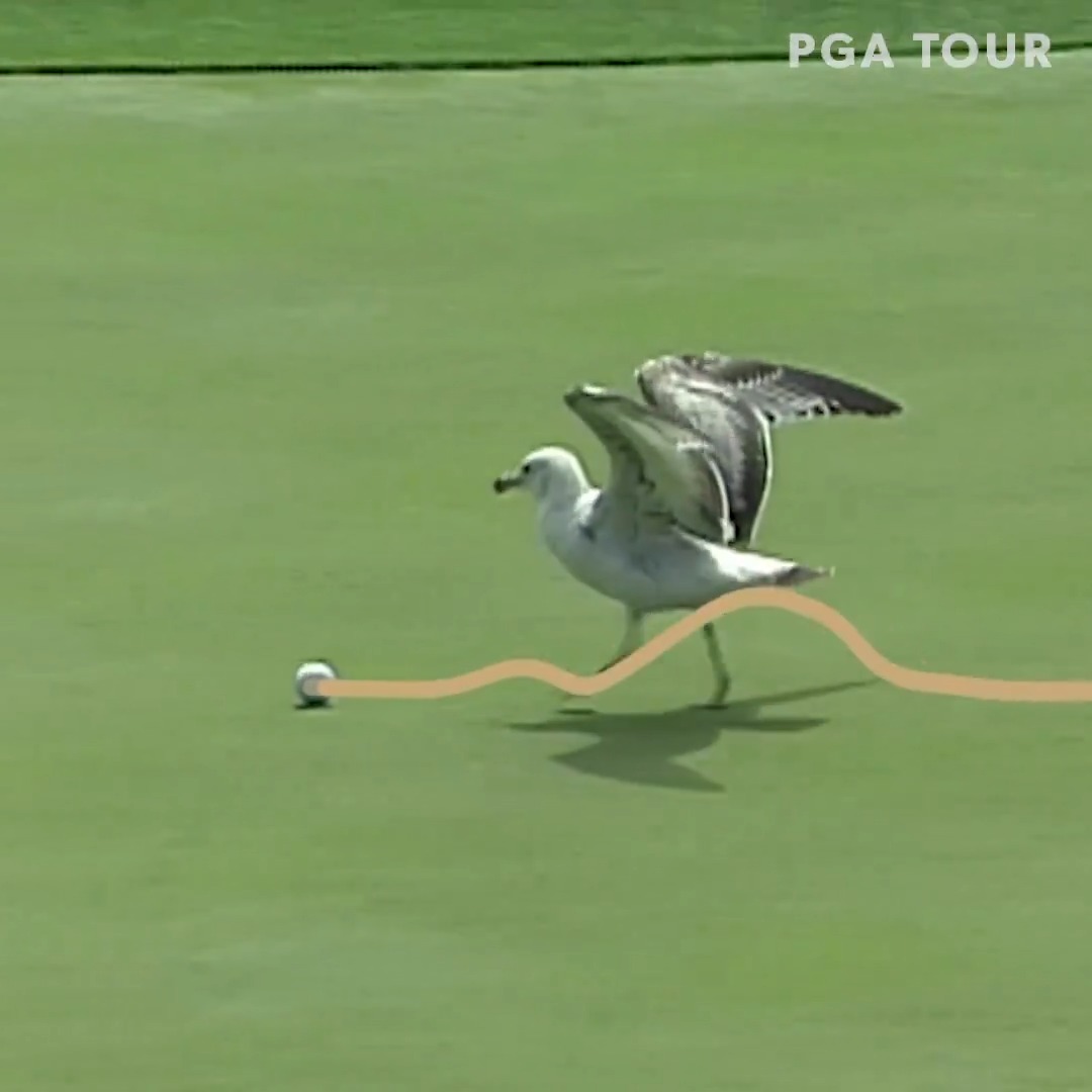 28 years ago, a seagull stole the show on the 17th green THE PLAYERS ⛳️