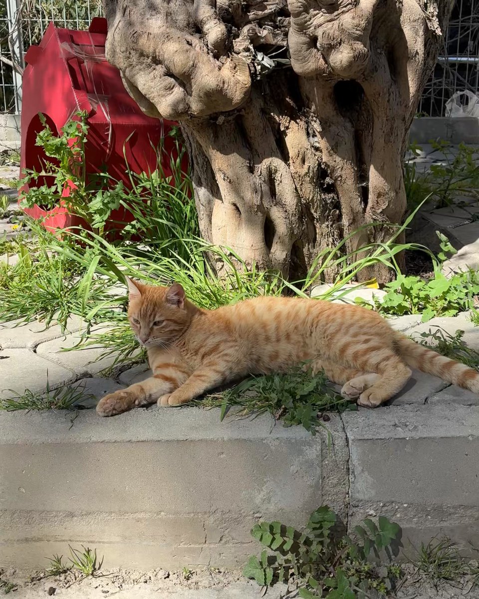 Mahallemizde oturan 14 yaşındaki bir çocuk harçlığını biriktirip kırmızı renkli bir kedi yuvası aldı. Asırlık bir ağacın altına koyduğu yuvaya, orada dolaşan sarı bir kediyi yerleştirip beslemeye başladı. Evden getirdiği yiyecekleri veriyor. Bazen de marketten mama alıyor. Kediye iç ve dış parazit uygulaması yapılması gerektiğini öğrendi. Bunun için para biriktirmeye başladı. Tümünü kendi imkânlarıyla gerçekleştiriyor. Kimseden bir şey istemiyor. Bir hayvanın sorumluluğunu üstlenmek, bir çocuğun erken büyümesini sağlıyor. Dün bir iş buldu. Boş zamanlarında yaşlı bir komşumuzun Poodle cinsi köpeğini gezdirecek. Kazandığı parayla da kedinin ihtiyaçlarını karşılayacak. Ona "Çalışmana gerek yok, kediyle ilgili her şeyi ben hâllederim" dedim. Kabul etmedi. Kendi kazancıyla kediyi beslemek istediğini söyledi. Kararına saygı duydum. Yine de ufak bir katkıda bulunmak için kedinin iç ve dış parazit uygulamasını yaptım.