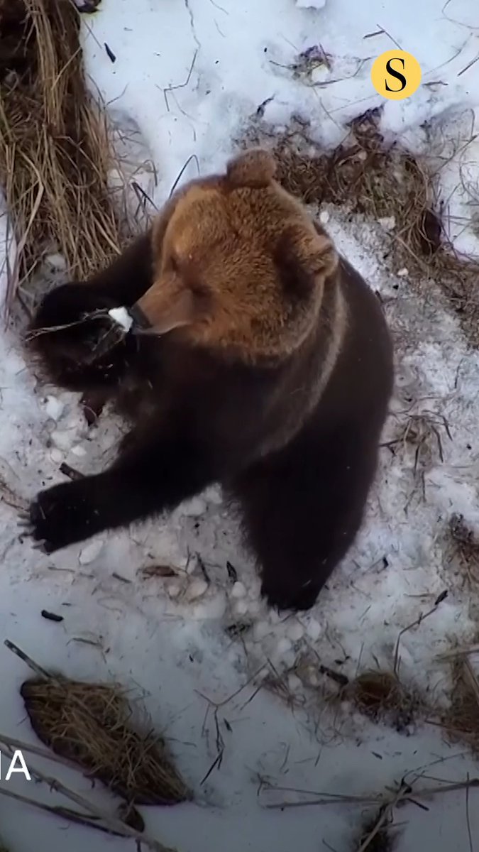 A drone flown by Estonian nonprofit group MTÜ L.E.I.A was looking for a missing man in Estonia's forest last weekend when they captured footage of a bear who had just woken from hibernation and was playing in the snow. The group said the whereabouts of the missing person was still unknown. 🎥: MTÜ LEIA via AP