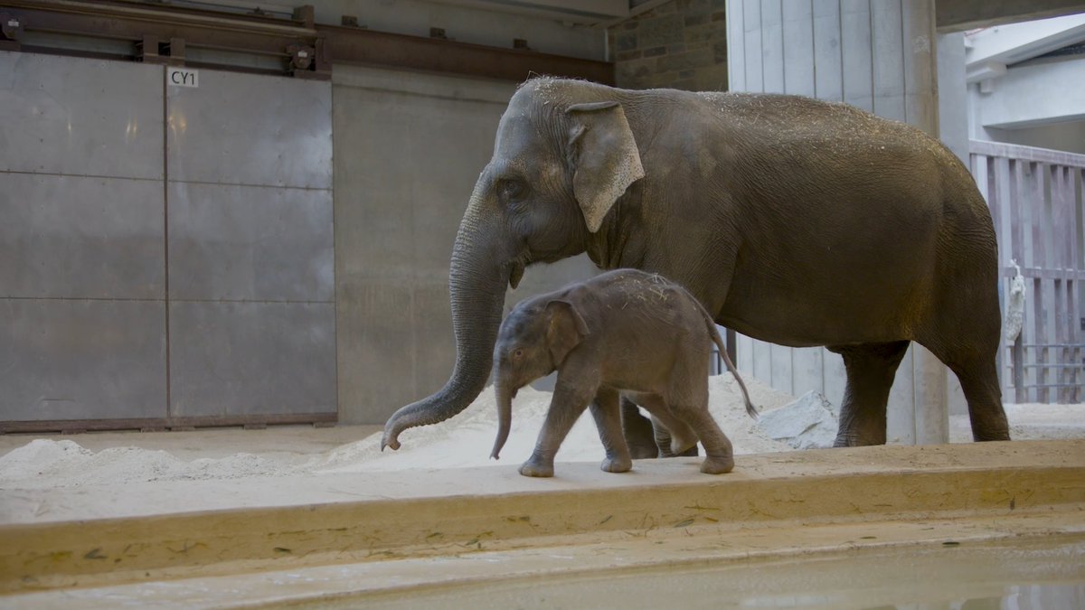🐘🔊 This is your Thursday morning wake up call, courtesy of Linh Mai. Our little elephant calf's got a mighty trumpet, which echoed through the Elephant Community Center as she excitedly explored with "auntie" Swarna. ✏️STORY: