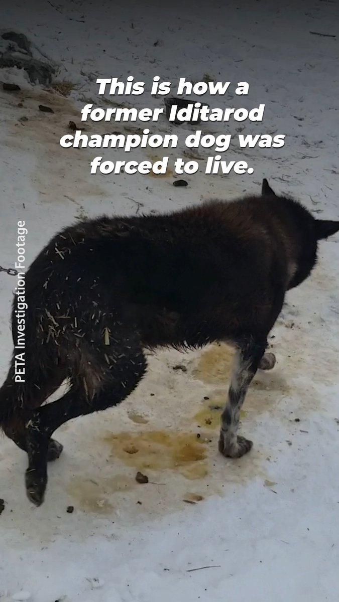 When the glory faded, this Iditarod champion was chained and forced to stand in her own waste, abandoned outside like an old bike 💔 Like all dogs used in the race, Snickers deserved better.