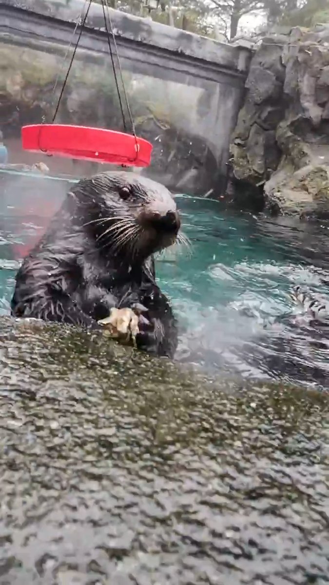 set the oyster bar to ottermatic