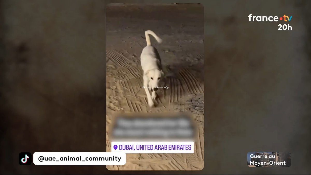 🇦🇪🐶 Des influenceurs installés à Dubaï, pressés de fuir la guerre, ont-ils abandonnés leurs animaux de compagnie ? Des associations ont lancé l’alerte. #JT20h