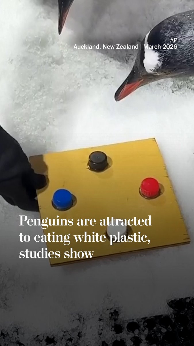 Researchers in Auckland, New Zealand, have found that penguins are more drawn to interacting with harmful white plastic than plastic of other colors. This latest study, conducted at Auckland’s Kelly Tarlton’s Sealife Aquarium, adds to previous research showing that the majority of plastic found in seabirds’ guts is white in color. Dr. Ariel-Micaiah Heswall, a researcher at the University of Auckland, described white plastic as “a triple threat,” saying that “it’s found more commonly in the ocean, it’s found more commonly in their guts, but now it’s also preferred by the penguins.”
