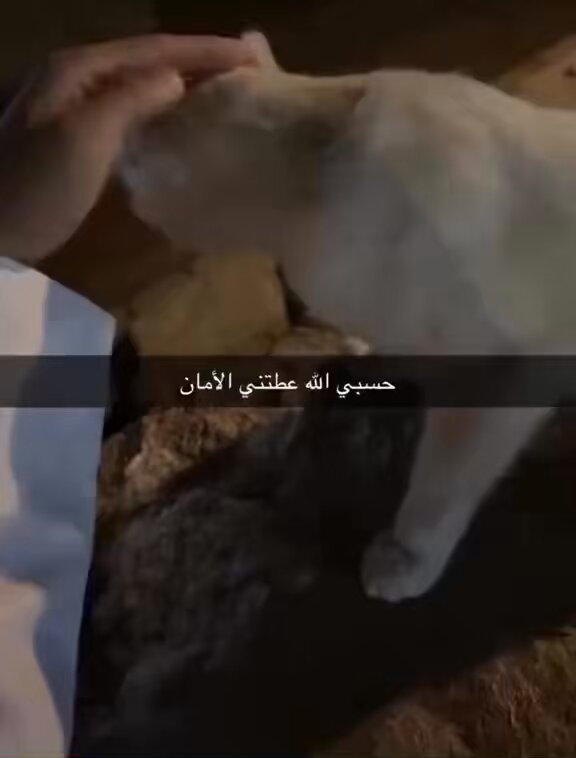 من الخرشة عطاها صرخة توم اخر شي 😂😭💔