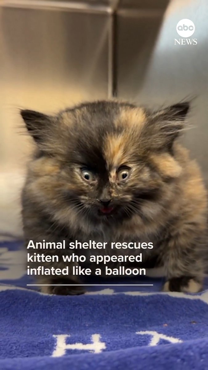 A California animal shelter been treating a kitten, named Zoe, who was found appearing inflated like a balloon. ABC News' Danny New has the story.
